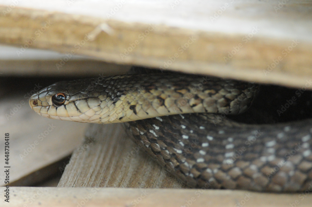 Common Garter Snake hiding in wood pile Common Garter Snake hiding in wood pile