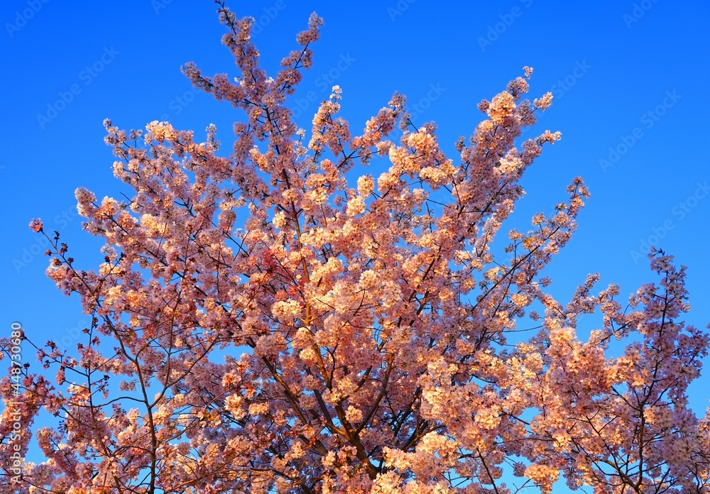 Branches loaded with pink and white cherry blossoms in spring in Washington DC Branches loaded with pink and white cherry blossoms in spring in Washington DC