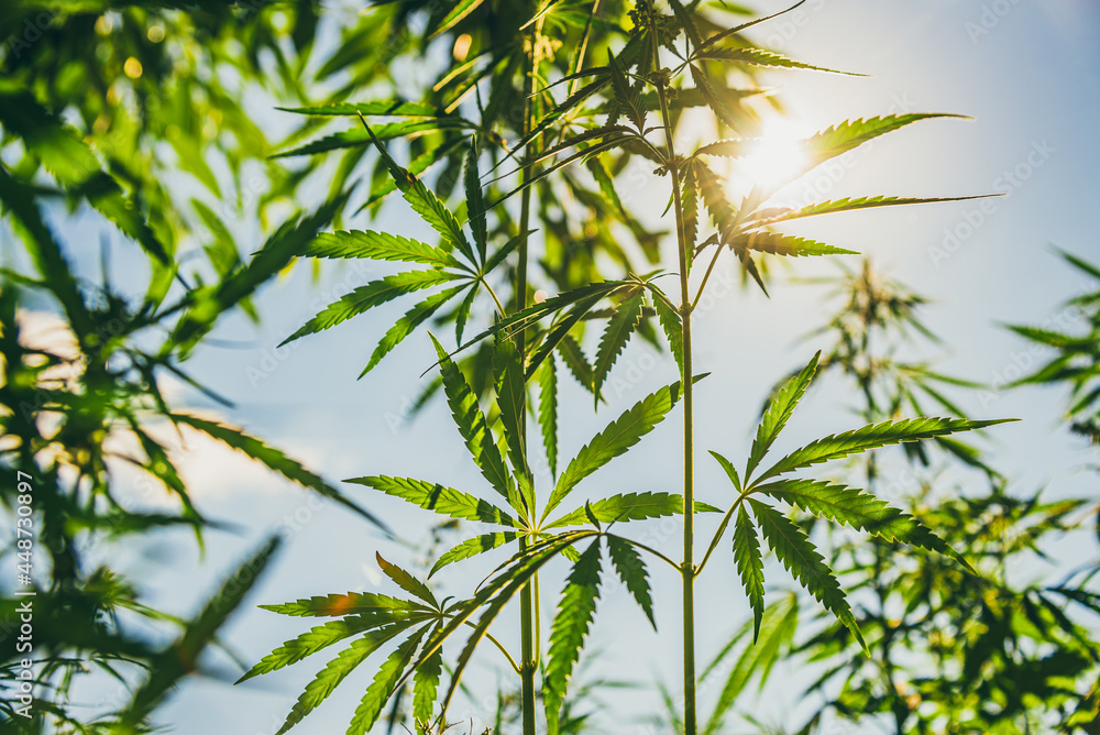 Obraz premium Marijuana leaves grow at sunset in summer