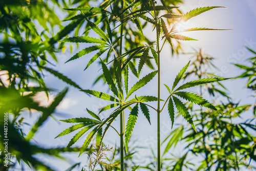 Marijuana leaves grow at sunset in summer