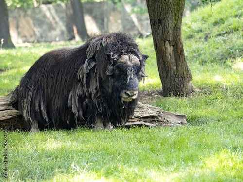 White-faced Muskox, Ovibos Moschatus Wardi, massive male on pasture photo