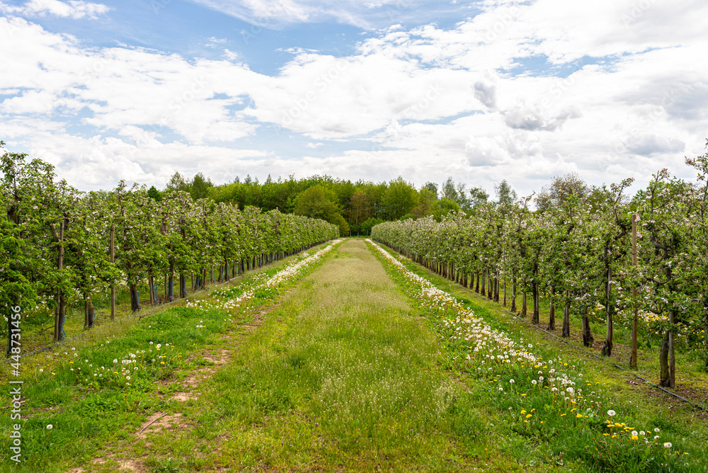 Obraz premium Cherry orchard with pink flowers on trees, dandelion flower visible.