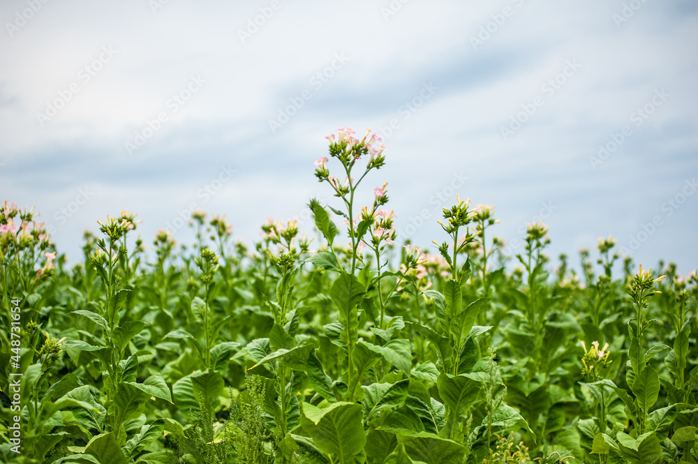 Fototapeta premium Green tobacco plantation in the field.