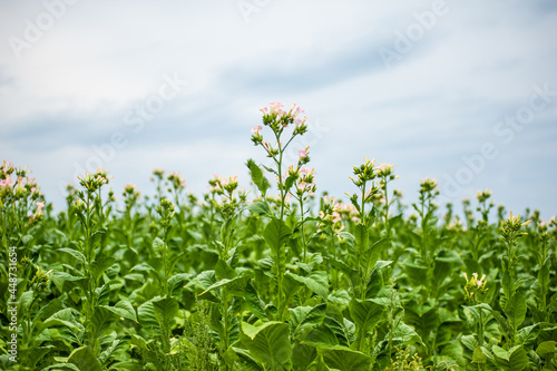 Green tobacco plantation in the field.