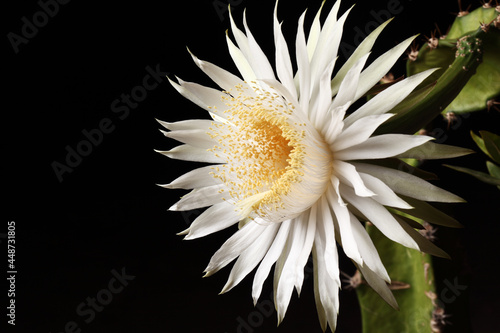 Night Blooming Cereus Cactus Flower