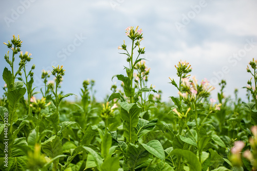Green leaves and tobacco flower on the field