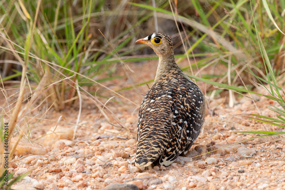 One double-banded sandgrouse amongs pebbles and green grass One double-banded sandgrouse amongs pebbles and green grass