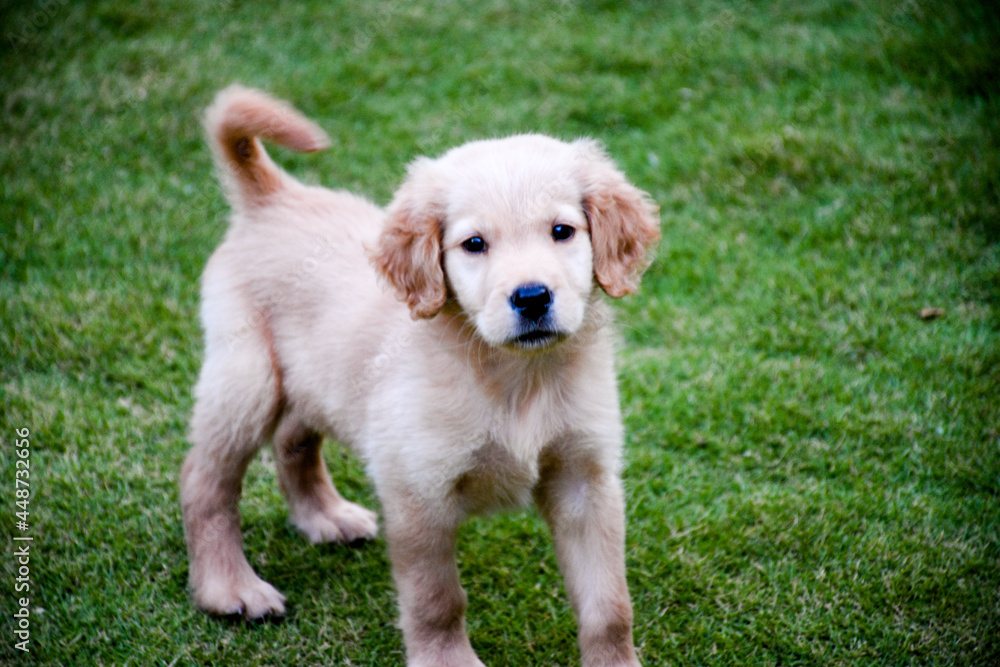 portrait of golden retriever puppy