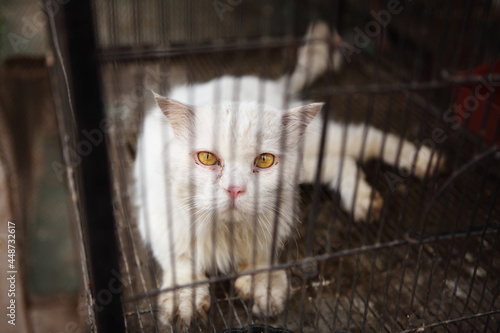 Caged Sad Persian Cat Pet Shop photo