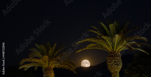 Moon between palm trees