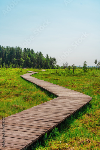 A picturesque wooden walking path through a swamp with tall grass in summer.Quiet Nature Trail, beautiful landscape