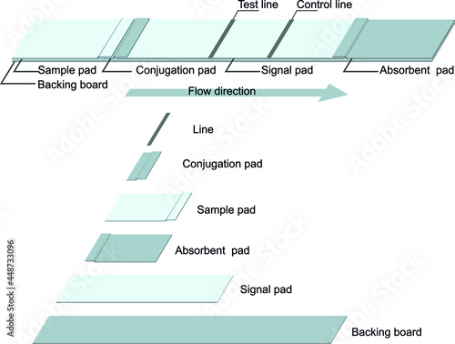 Component of rapid strip test for diagnosis. Lateral flow immunoassay. 