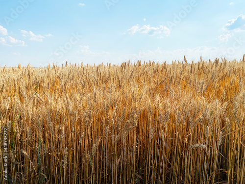 Golden wheat field general view background