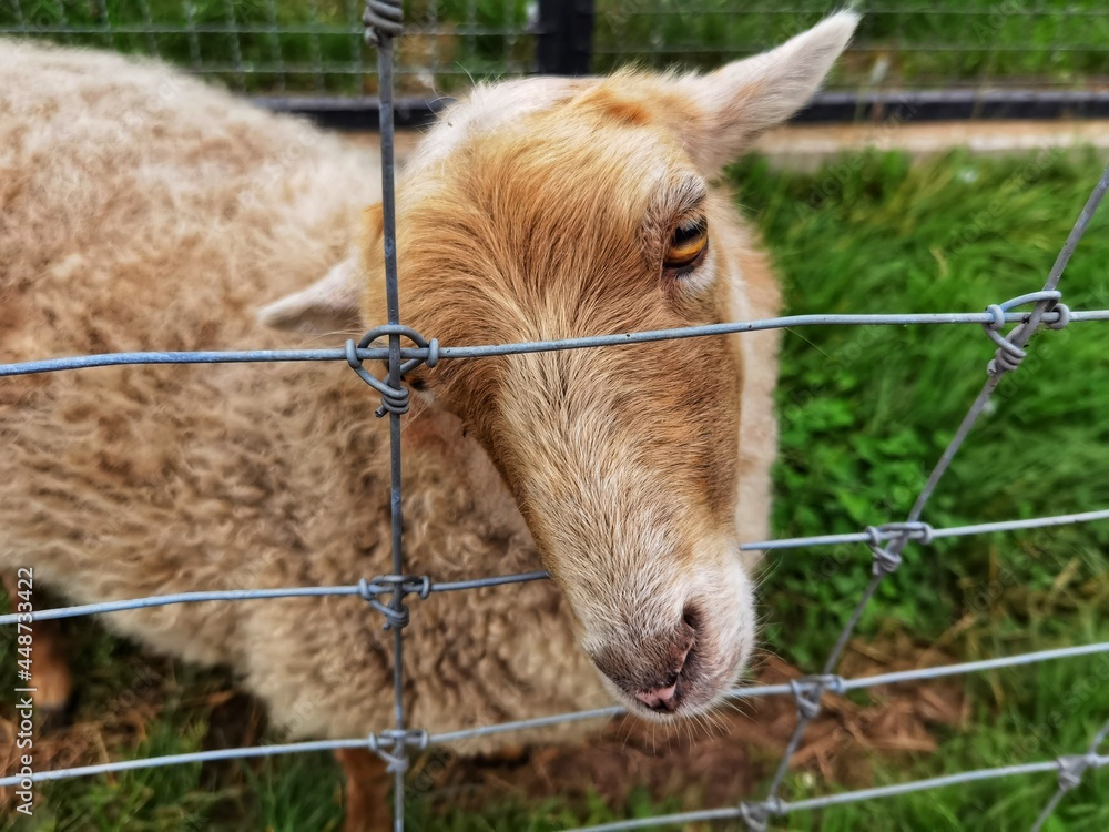 Obraz premium The Ouessant or Ushant is a breed of domestic sheep.