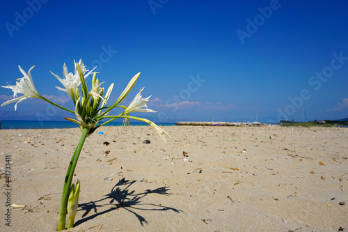 Flower on the BEach