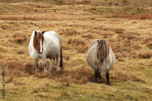 Obraz na plátně Welsh mountain pony on Brecon Beacons in Wales