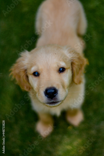 close up portrait of golden retriever puppy