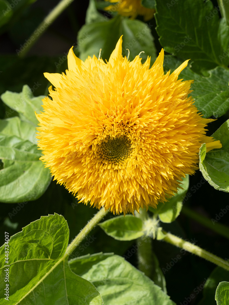 20 Graines De Tournesol 'Teddy Bear' - Variété Naine à Fleurs Doubles Et Sans Pollen - Hauteur 45-60 Cm - Pour Pots Et Jardins