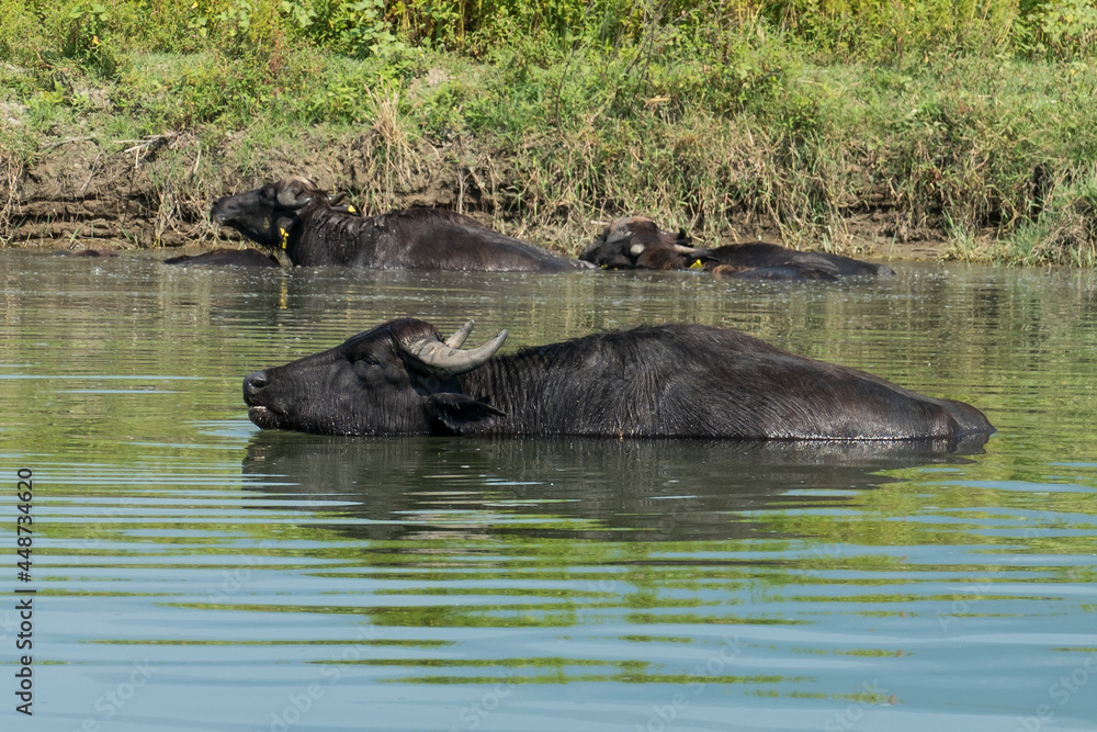 Fototapeta premium Greece, Lake Kerkini, water buffalo swimming