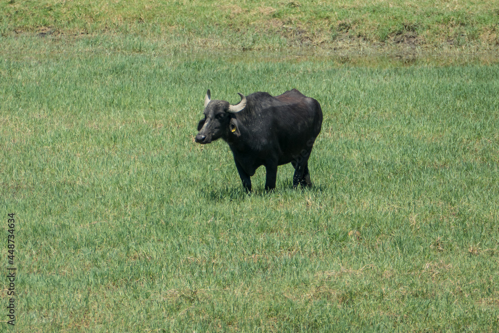 Greece, Lake Kerkini, water buffalo walking on the grass