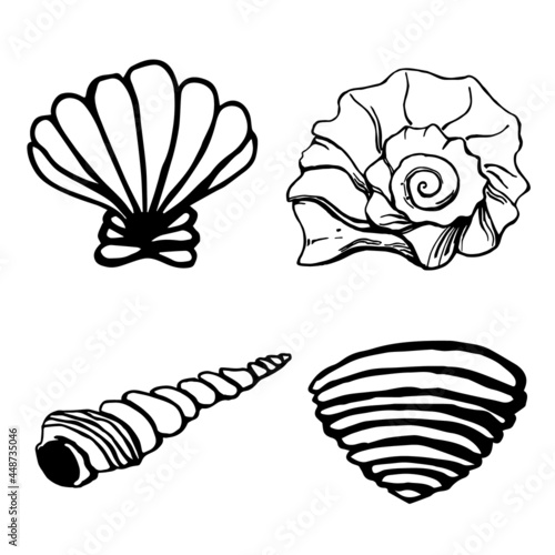 Set of vector shells and snails of different shapes and types on a white background are isolated. The collection includes: sand shell, striped venus, pagoda snail, pacific troches