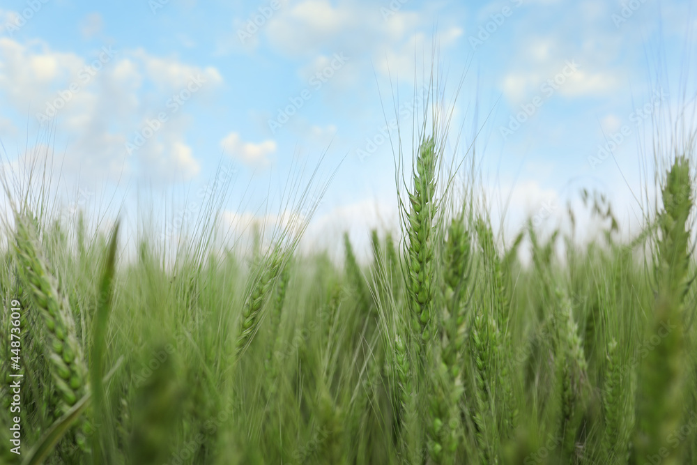 Beautiful view of field with ripening wheat, closeup
