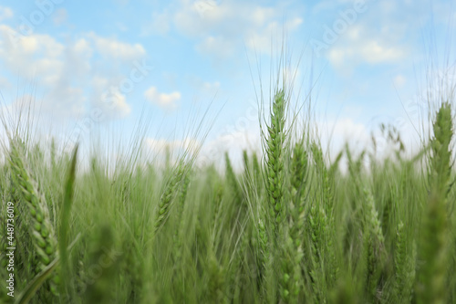 Beautiful view of field with ripening wheat, closeup
