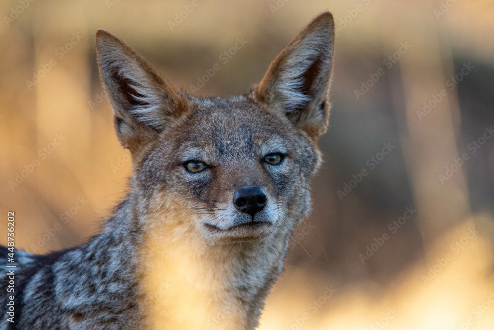 Obraz premium Black Backed Jackal