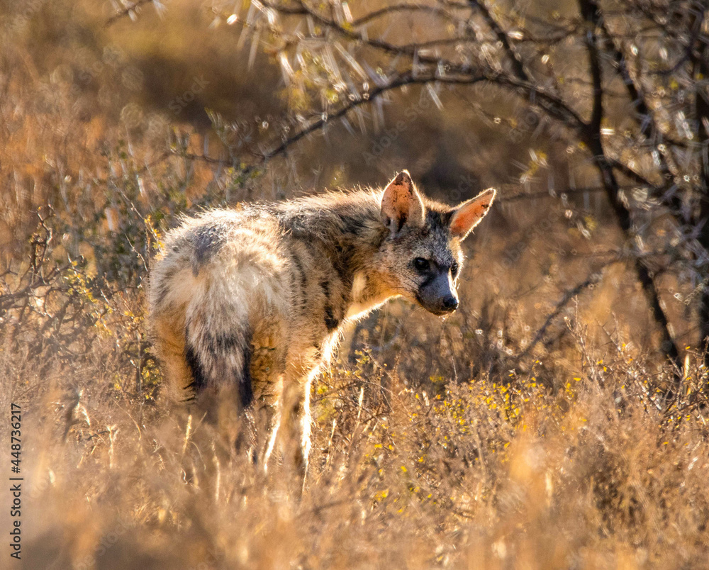 Fototapeta premium Aardwolf in Africa