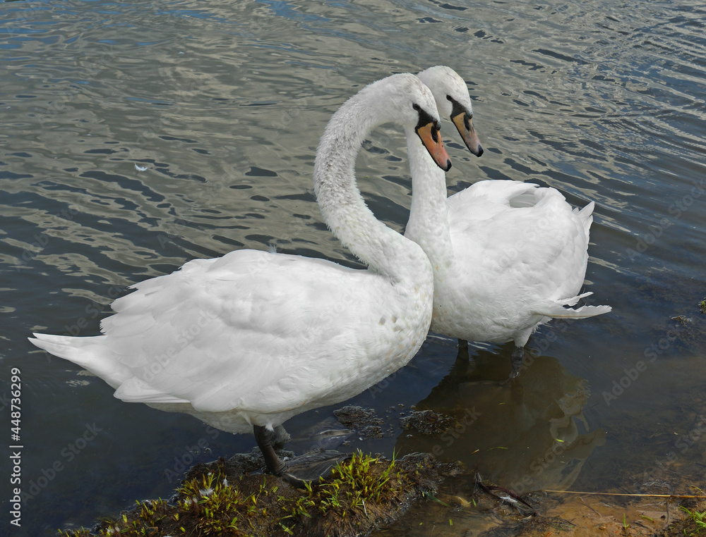 Obraz premium Mute swan (Cygnus olor). Pair of swans