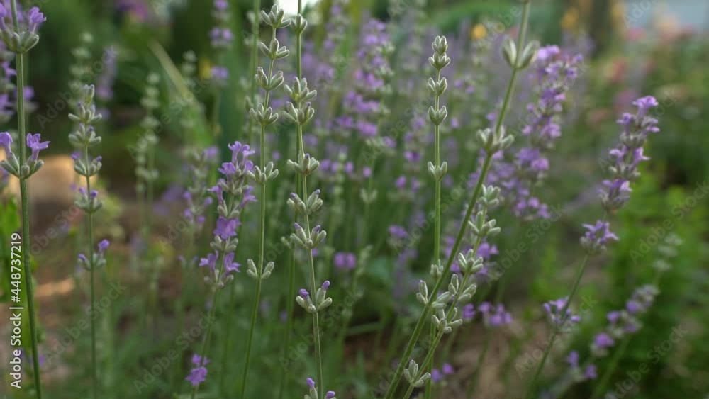 Close up of blossom flowers on lavender field Close up of blossom flowers on lavender field
