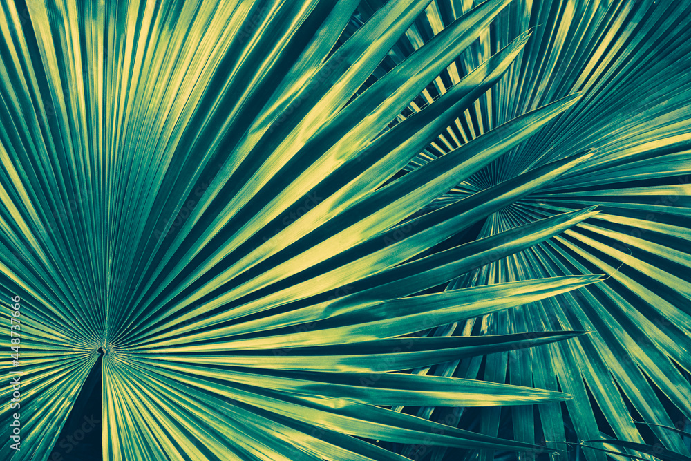 Obraz premium palm leaf, toned process
