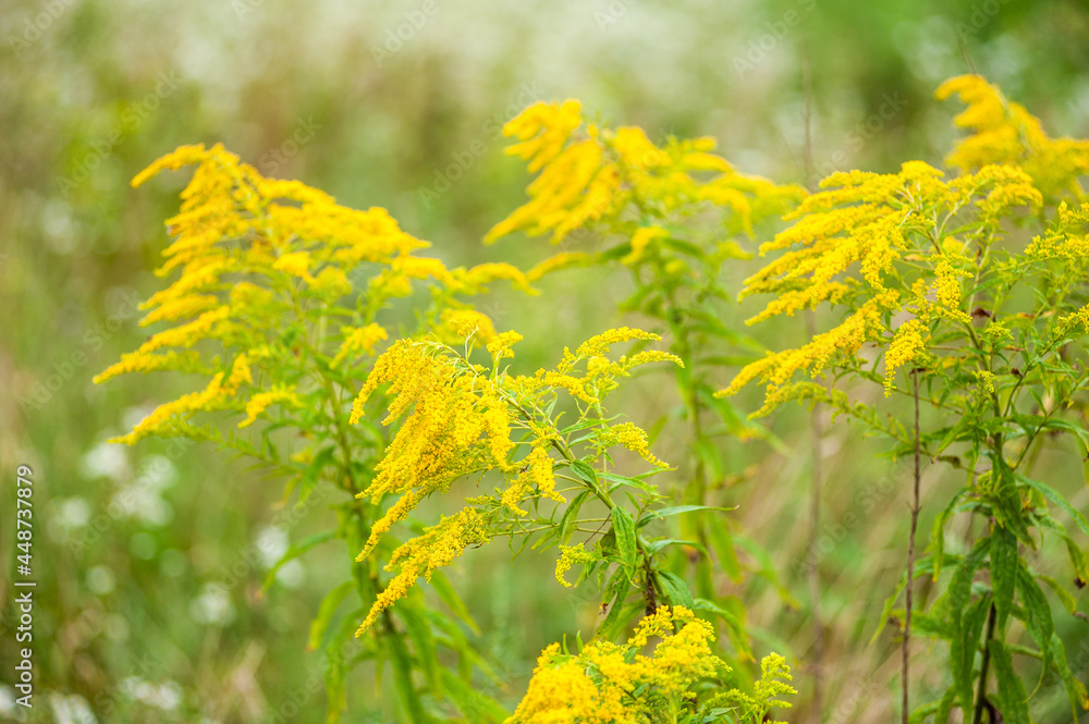 Wild fields of weeds. Various herbaceous plants Wild fields of weeds. Various herbaceous plants