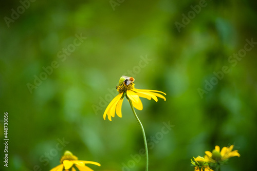 Wild fields of weeds. Various herbaceous plants photo