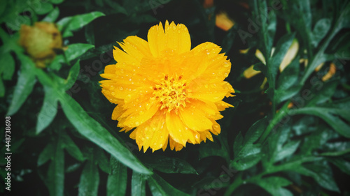 Close up of yellow Cosmos (Mexican Aster) on a dark green background. Blooming flower with water drop on its petals and leaf after the rain in spring season. Abstract nature background.