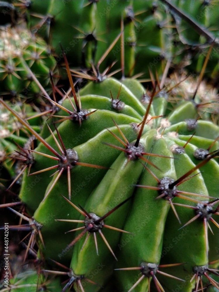 cactus close up cactus close up