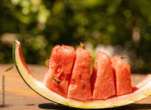 Wespen an der Melone