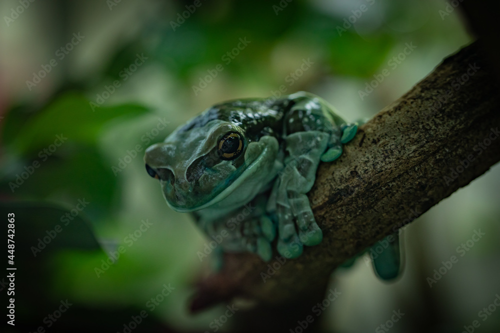 Fototapeta premium Frosch