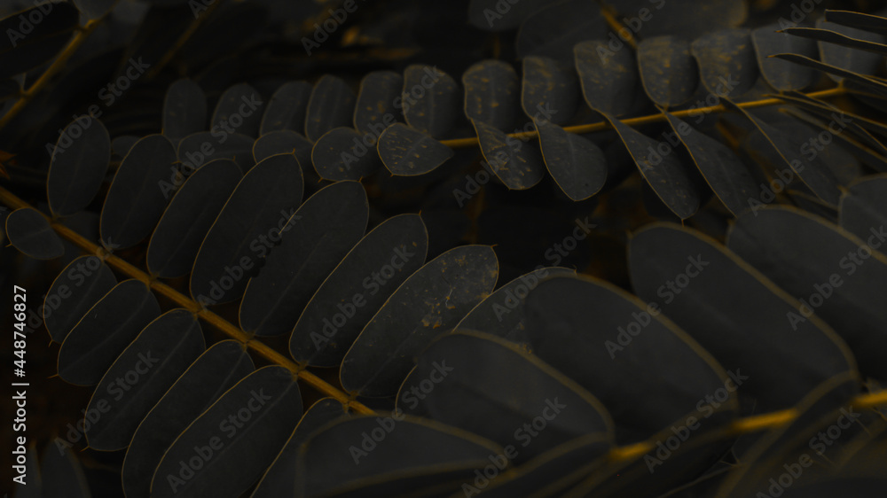 Fototapeta premium leaves in rain forest