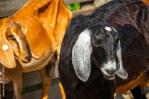  Portrait of a goat on a farm in the village