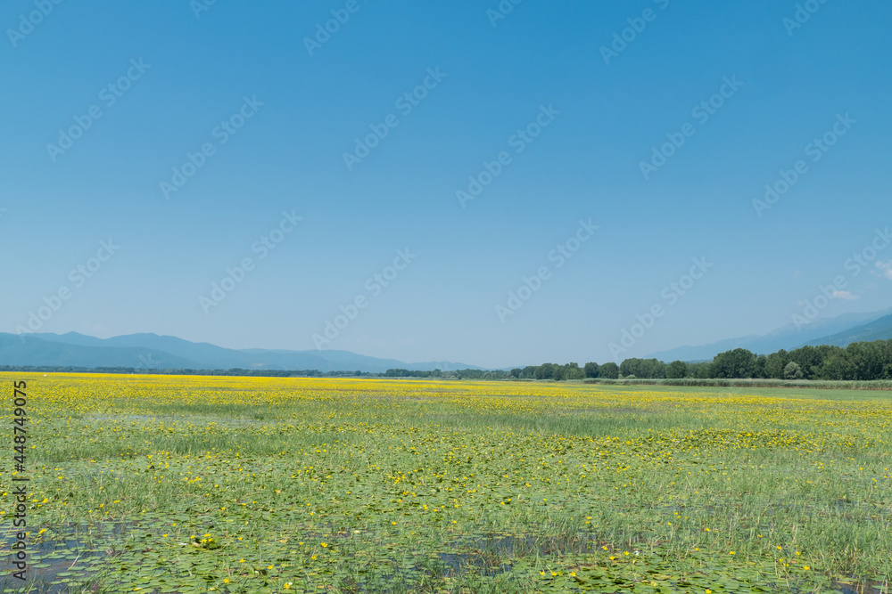 Fototapeta premium Greece, Lake Kerkini, yellow water lily field