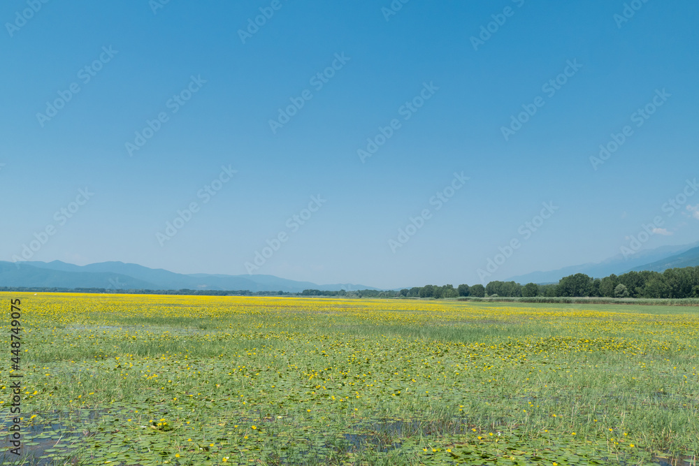 Greece, Lake Kerkini, yellow water lily field