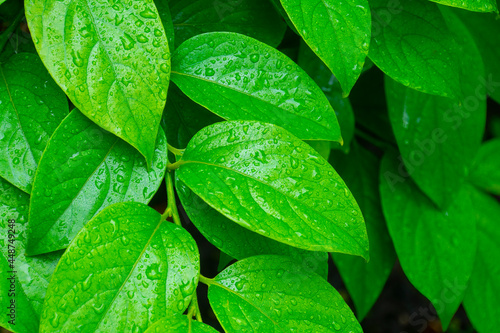 Green leaves with water drops, macro, nature background