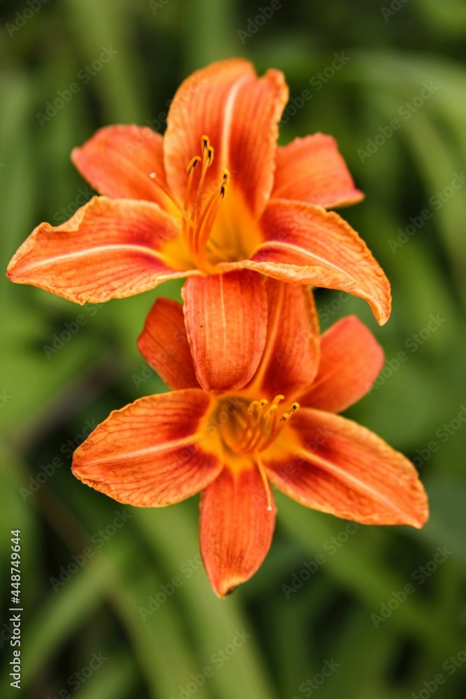 orange tiger lily orange tiger lily
