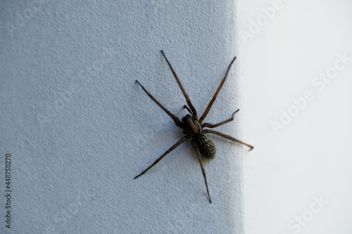 Close-up of a spider sitting on the wall and waiting for its prey.