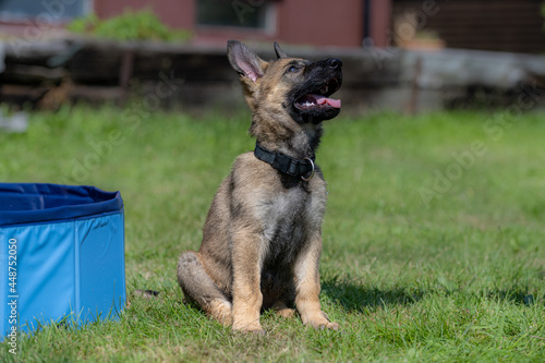 Dog portrait of an eight weeks old German Shepherd puppy with a green grass background. Sable colored, working line breed © Dan