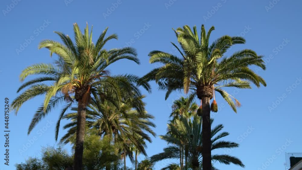 toma 4k de unas palmeras con el cielo azul de fondo toma 4k de unas palmeras con el cielo azul de fondo