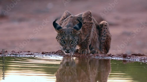 Iberian lynx, Lynx pardinus, drinking water in a pond
 photo