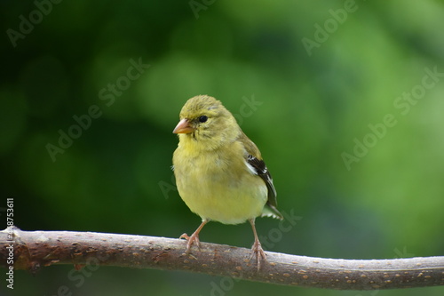 A young goldfinch on a branch