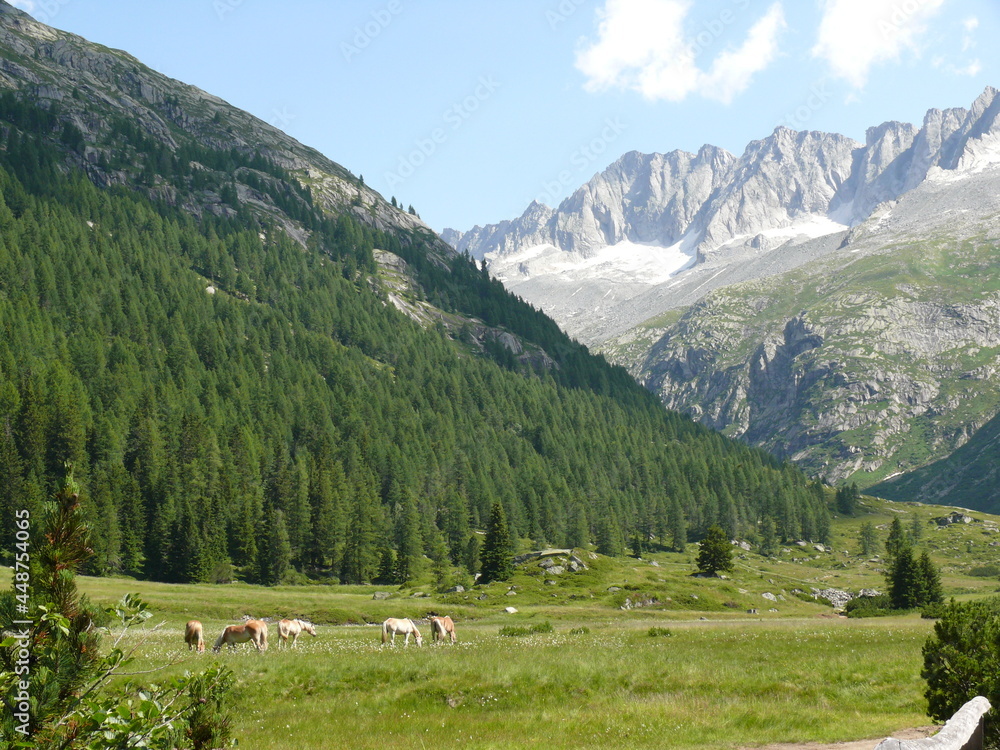 Cavalli che pascolano sotto le Dolomiti
